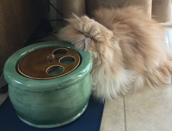 cat drinking from his Persian fountain