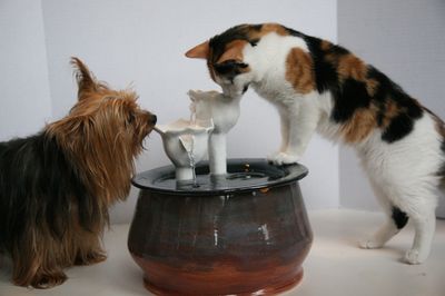 Cat with an Ebi drinking fountain