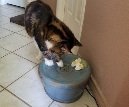 cat drinking from his Main Coon fountain