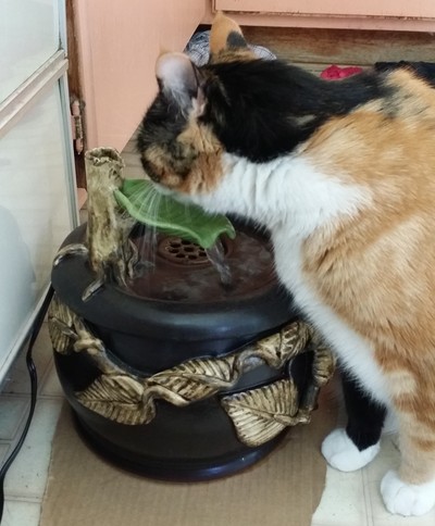 Norals cat with an Ebi drinking fountain