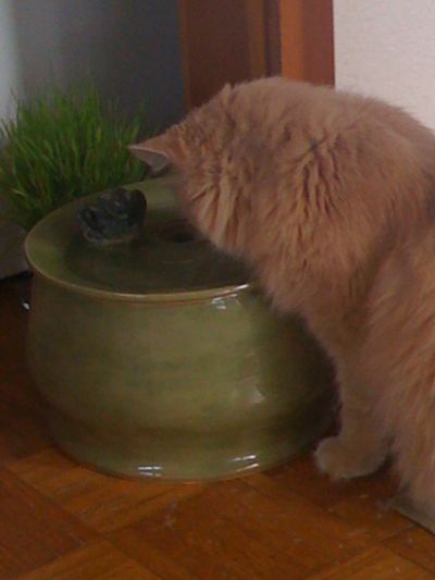 Oliver with an Ebi drinking fountain
