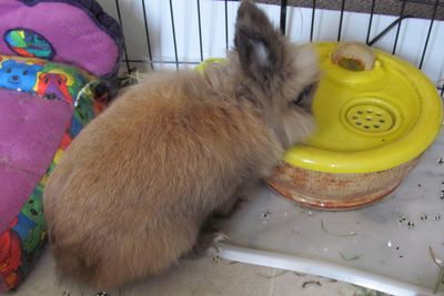 Petie the rabbit with an Ebi drinking fountain