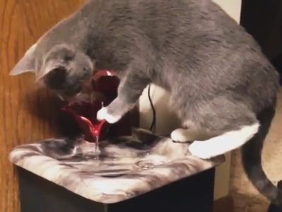 cat with an automatic refill cat drinking fountain