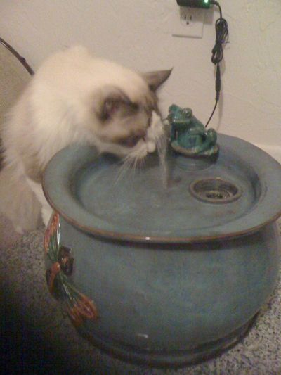 Leo with an Ebi drinking fountain
