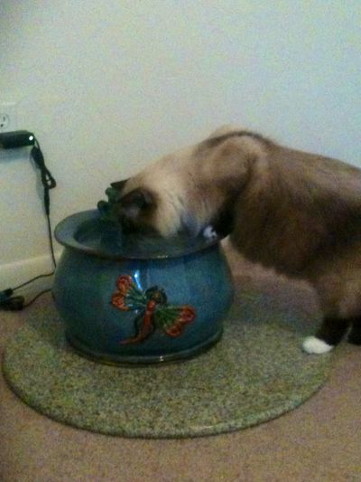 Salem with an Ebi drinking fountain