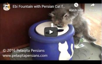 Persian waterer